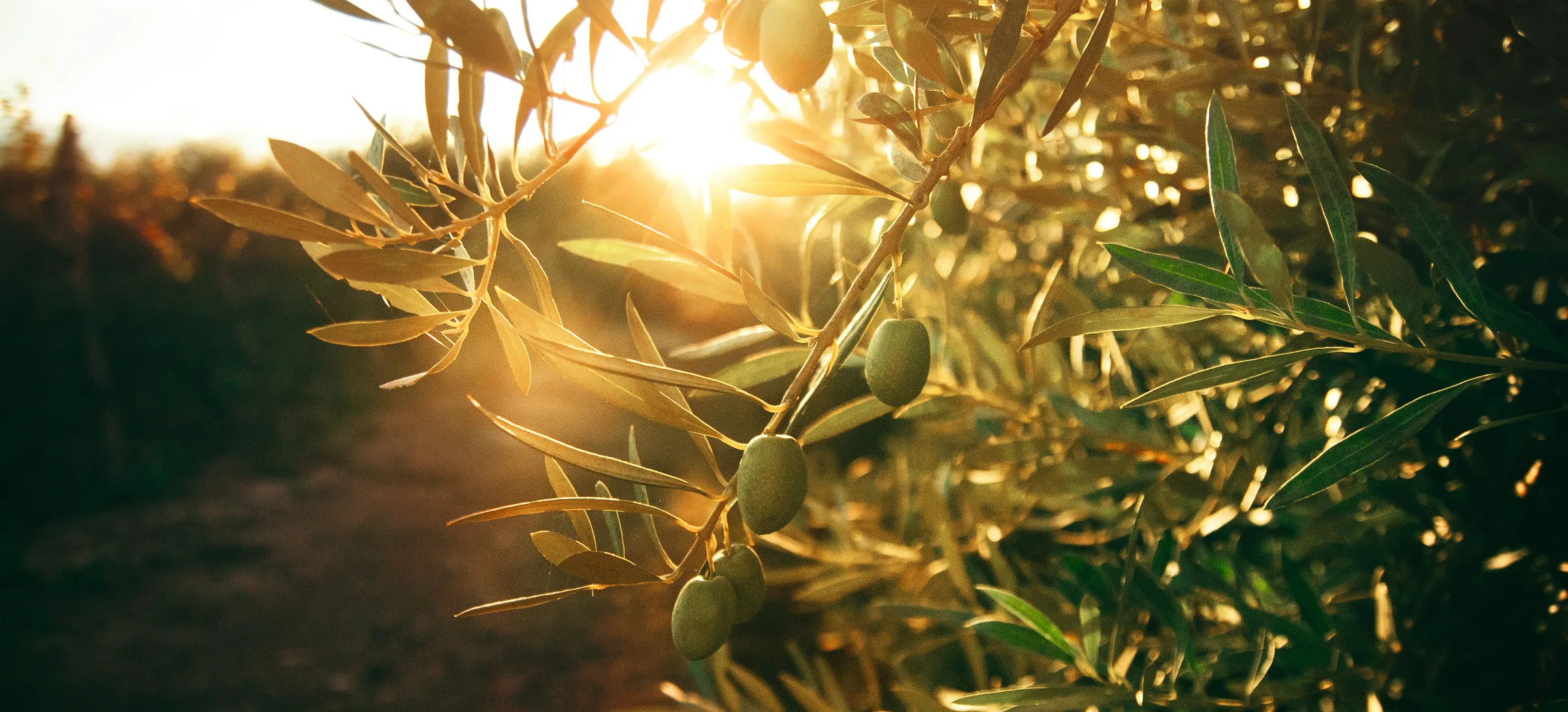 Branche d'olivier à contre-jour, lumière du crépuscule sur le domaine