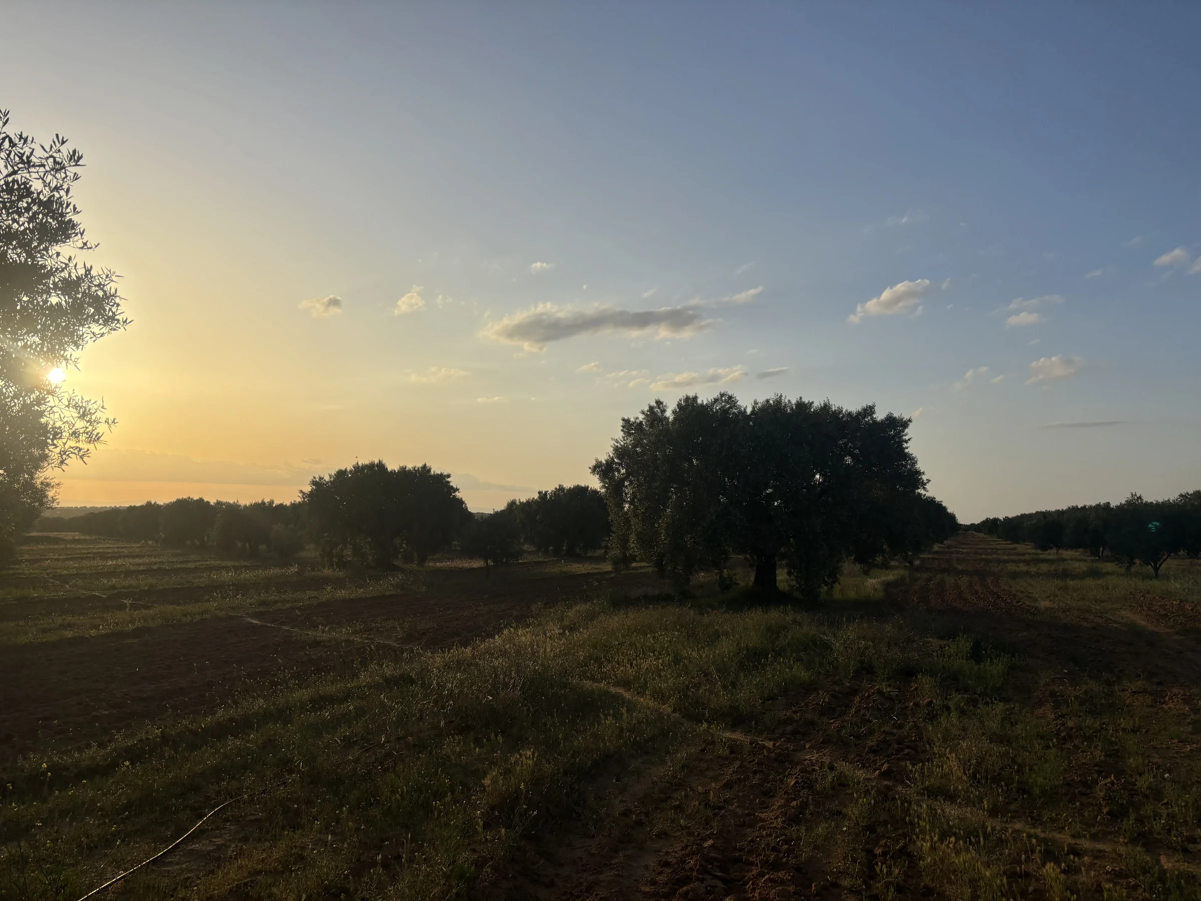 Oliveraie Chorbane au coucher du soleil — Terroir tunisien